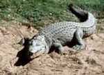 Orden Crocodylia