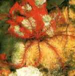 Clase Crinoideos