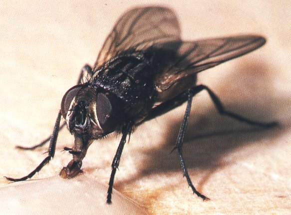 Mosca domstica