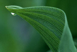 Transpiracin de las plantas