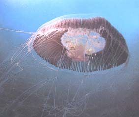 medusas.jpg