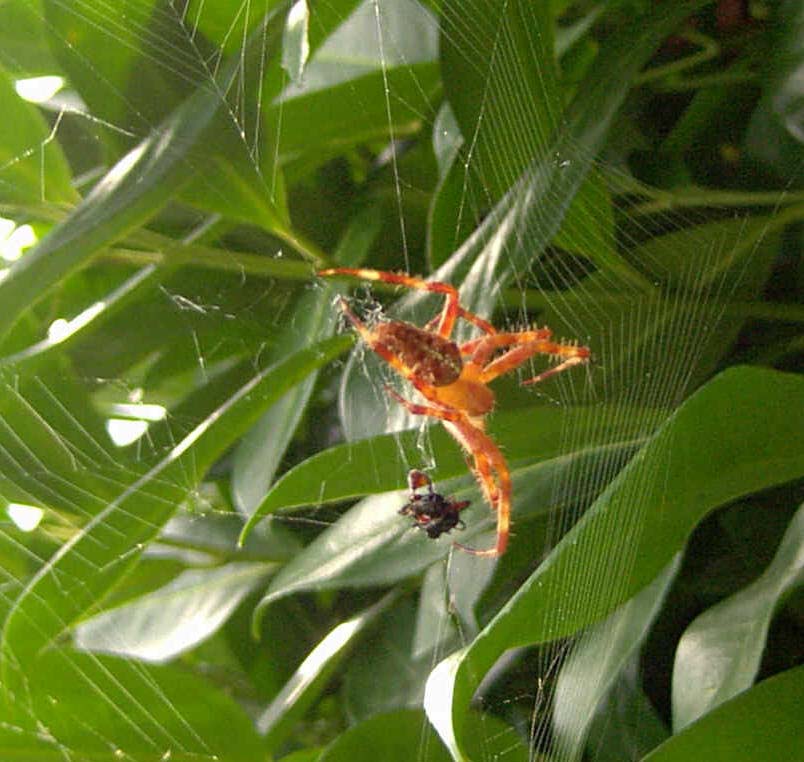 Araa cazando con su tela. Imagen: De Mier y Leva.