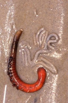 Gusano arencola de alimentacin sedimentvora