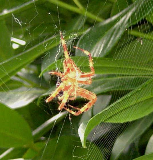Araa comiendo su presa. Imagen: De Mier y Leva.