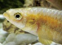 Los peces seos son amoniotlicos