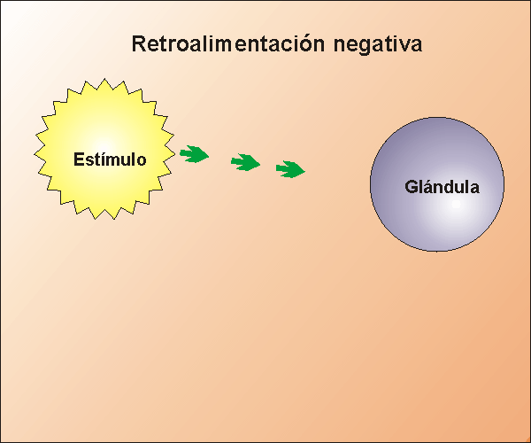 Funcionamiento de la retroalimentacin negativa