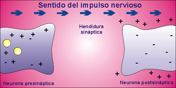 Transmisin del impulso nervioso