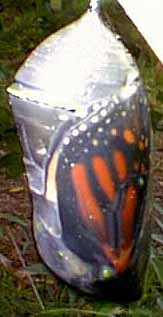 Pupa o capullo en donde se encuentra la oruga que se est transformando en mariposa
