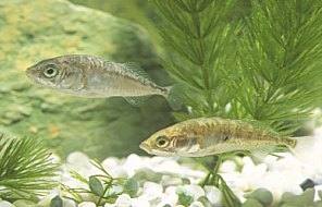 La fecundacin externa se produce habitualmente en el agua.