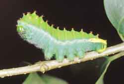 Oruga de mariposa. Sufrir un desarrollo indirecto y complejo, ya que forma capullo.