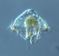 Larva trocfora