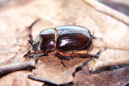 Los insectos respiran por trqueas.
