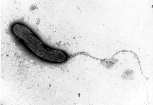 Vibrin, Vibrio colerae