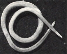Los scaris son gusanos cilndricos que pueden parasitar a gran cantidad de vertebrados
