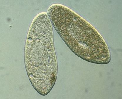 Conjugacin de dos paramecios