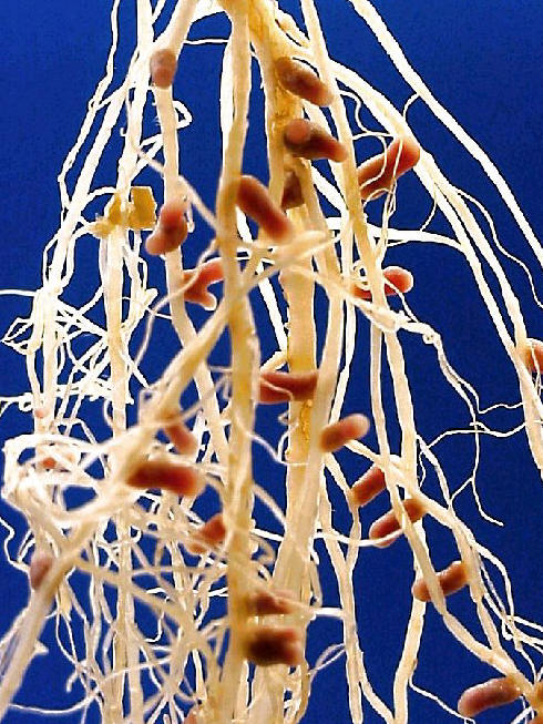 Rhizobium sobre las races de un guisante. Es una relacin simbitica.