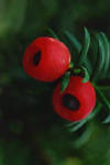 Arilos y hojas del tejo, Taxus baccata. Es una confera que pertenece a la familia Taxaceae.