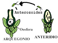 "rganos reproductores y gametos de un musgo"