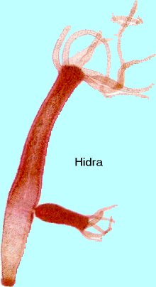 "Hidra de agua dulce con una pequeña hidra formada por gemación. Tomada de platea.pntic.mec.es/~iali"