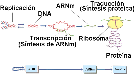 El Dogma Central de la Gentica Molecular. Tomada de www.efn.uncor.edu