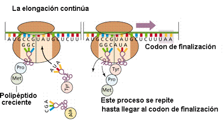 La elongacin es el proceso de crecimiento de la protena por incorporacin de nuevos aminocidos. Tomadas de www.efn.uncor.edu