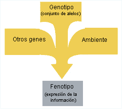El fenotipo es la resultante de la informacin gentica de un individuo y el medio ambiente en el que vive
