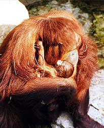Las cras se parecen a sus padres porque comparten caracteres. Tomada de www.kansascityzoo.org
