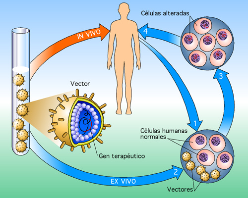 Las terapias gnicas se basan en introducir o manipular un gen, ya sea fuera del paciente (ex vivo) o dentro del mismo (in vivo). Tomada de www.semillasmilenio.cl
