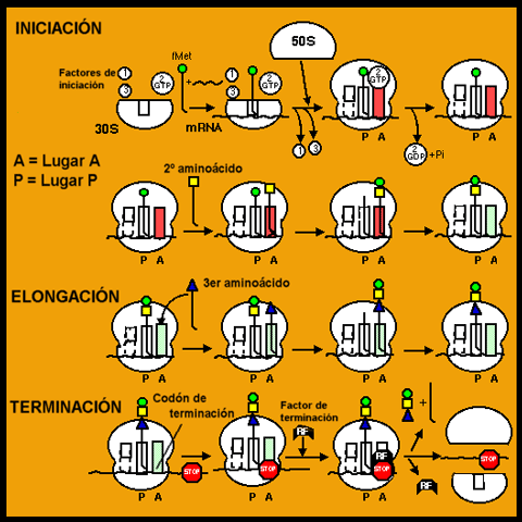 Esquema de la traduccin, desde la iniciacin hasta la finalizacin. Adaptada de sun.science.wayne.edu