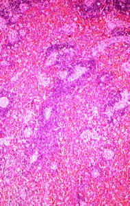 Bazo, visto al microscopio ptico