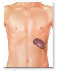 Posicin del bazo en el cuerpo