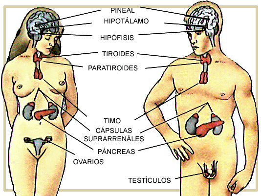 Situacin anatmica de las diferentes glndulas endocrinas