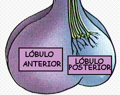 Lbulos de la Hipfisis
