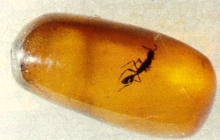 Insecto conservado en ámbar. Tomada de www.um.es