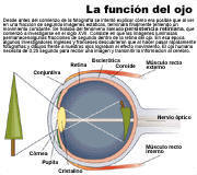 ojo