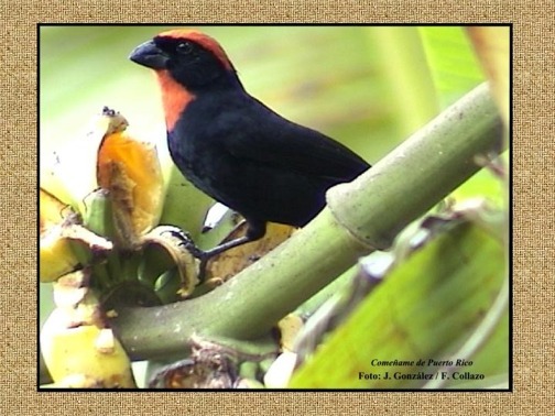 Click para el canto del Come�ame