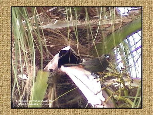 Come�ame de Puerto Rico  juvenil