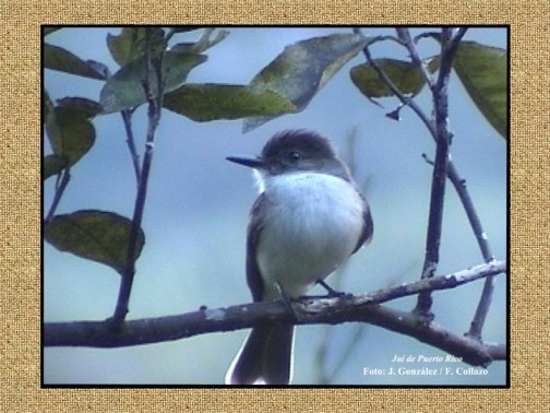 Click para el canto del Ju�