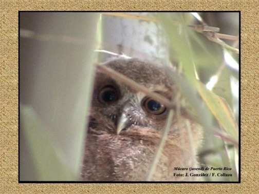 M�caro de Puerto Rico  juvenil