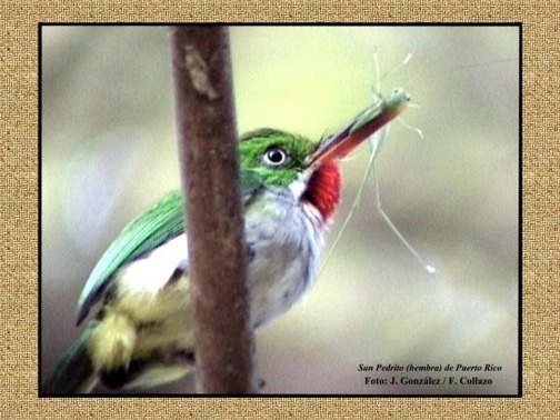 Click para el canto del San Pedrito
