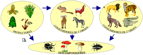 http://www.salonhogar.net/Ciencias/a7grande.gif