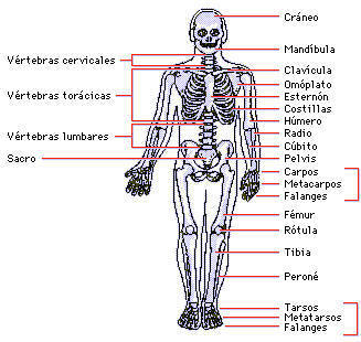 Fotos De Huesos Y Musculos Del Cuerpo Humano