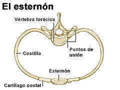 esternon