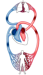 http://www.salonhogar.net/Enciclopedia/Conoce_tu_cuerpo/Sistema_Sanguineo/anacircu2.gif