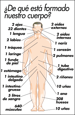 Cuales Son Los Nombres De Los Huesos Cortos Del Cuerpo Humano