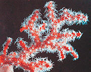 coral rojo