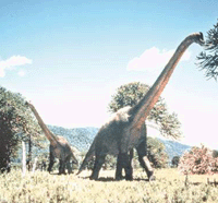 Herbivoro