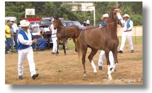 Paso Fino