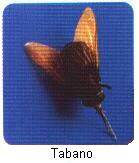 Tabano