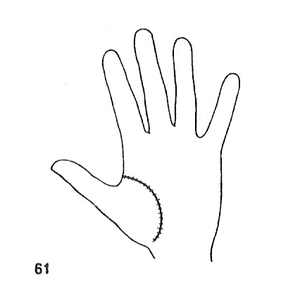 Las Lineas de la Mano